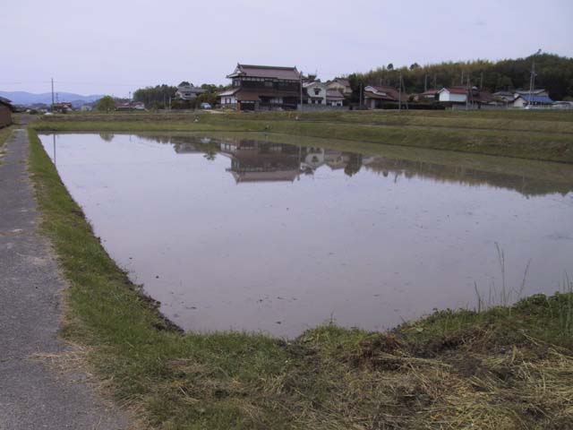 shirokakigo1